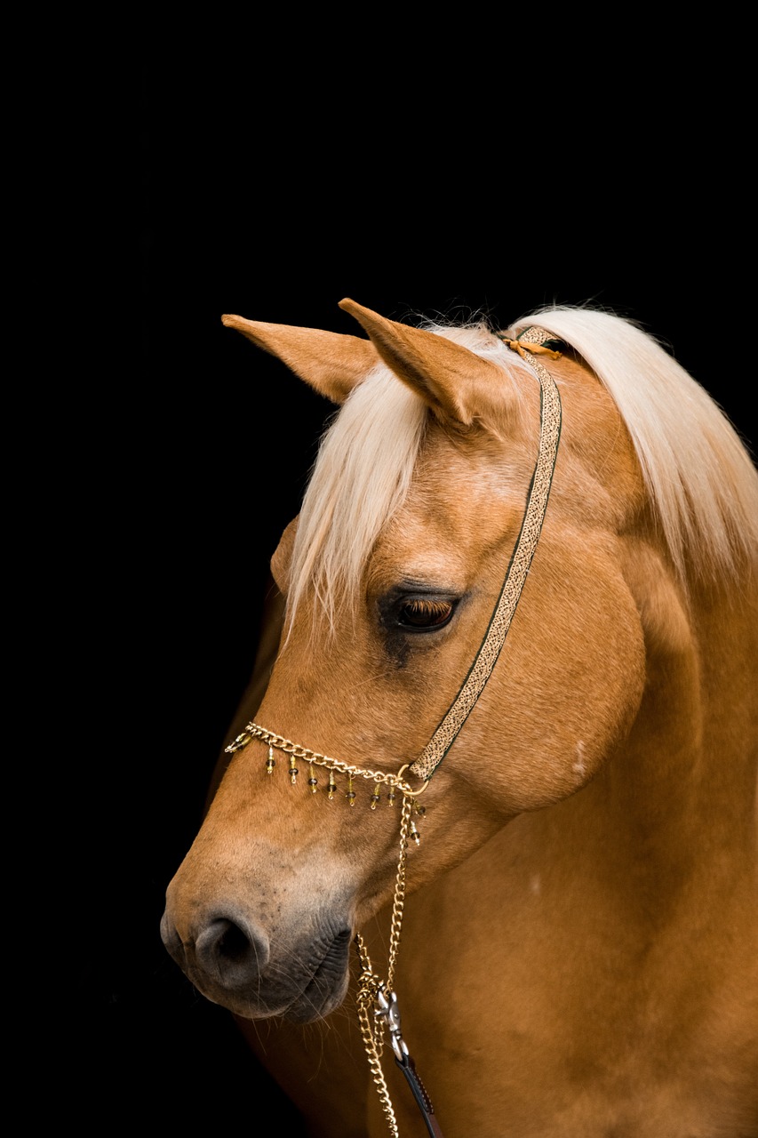 Koně jsou úžasní.