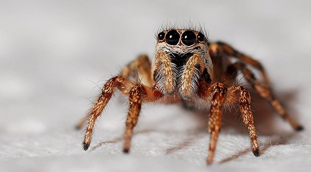zebra spider