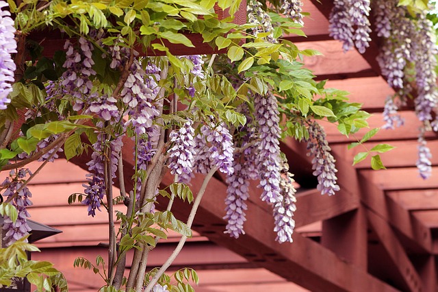 wisterie u pergoly